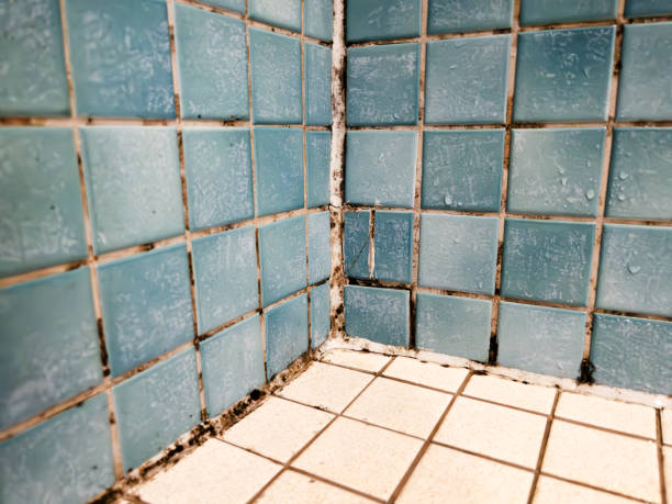 Best Emergency Mold Remediation  in Clifton, AZ