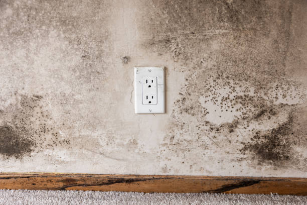 Professional Mold Removal in Clifton, AZ