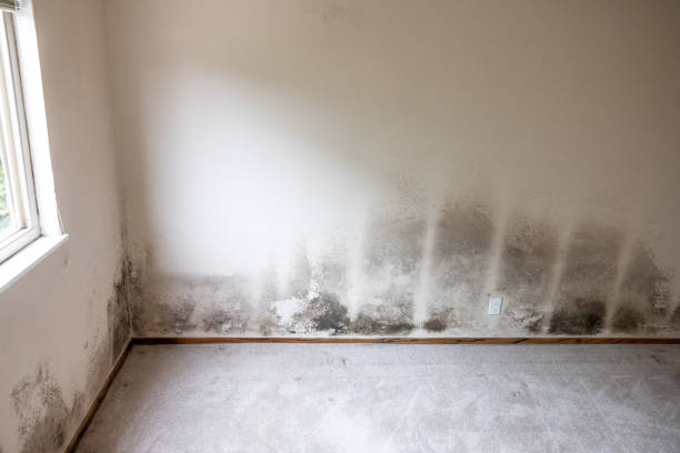 Best Mold Remediation for Healthcare Facilities  in Clifton, AZ