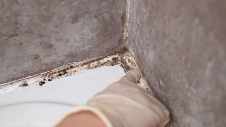 Best Environmental Consulting for Mold Prevention  in Clifton, AZ