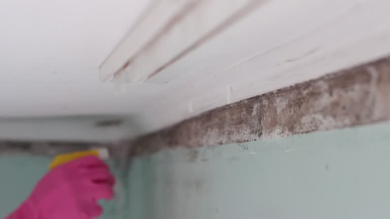 Best Residential Mold Inspection & Testing  in Clifton, AZ